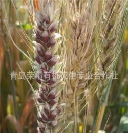 青岛厂家大量供应优质有机黑小麦 品质保障欢迎订购
