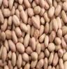 厂家直供 批发优质花生米 传统花生米 欢迎大量订购