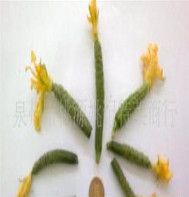 黄瓜花 销售黄瓜花