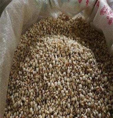 大薏米 优质薏米 五谷杂粮 磨粉专用 批发团购 低温烘培 原料
