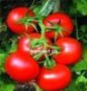 山东西红柿种植基地西红柿产地西红柿价格山东西红柿批发