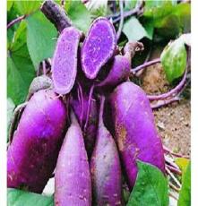供应厂家加工生产紫薯
