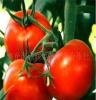 寿光市源润果蔬专业合作社供应绿色无公害蔬菜，寿光蔬菜，番茄