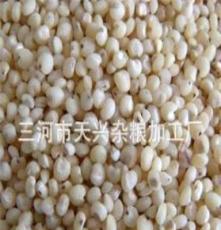 最新供应 加工供应绿色健康高粱米