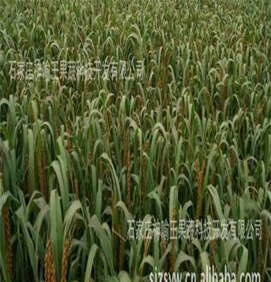 河北红谷小米，超值的红谷小米供应，就在神喻王
