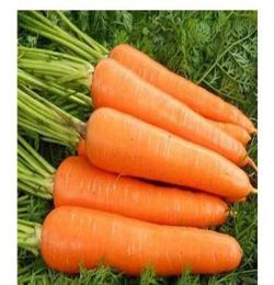 苏州蔬菜种植配送专家苏州润汇农业，生产的胡萝卜