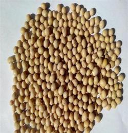 天津港供应进口优质加拿大黄豆，乌克兰黄豆，食品级黄豆非转基因