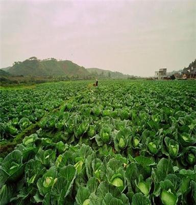 万家欢蔬菜新鲜安全