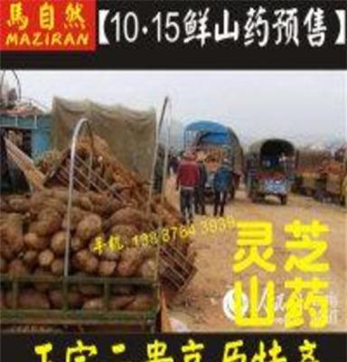 云南新鲜山药基地批发文山红甸特产马自然山药淘宝代理商