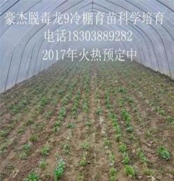 富豪红薯苗大型培育基地