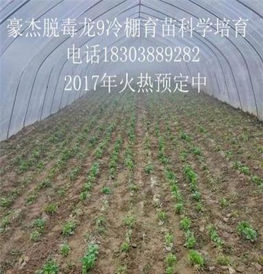 开封红薯苗大型培育基地