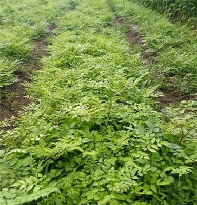 出售刺龙牙苗(刺嫩芽苗)全程专业技术指导