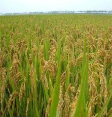 大米 稻谷批发 优质水稻供应 长期厂价直销提供稻谷原粮的厂家