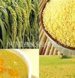 供应优质小米 原生态稻谷 富硒有机小米 小米批发 有机粟米