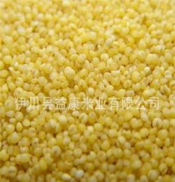 供应优质小米 原生态稻谷 粟米小米批发 富硒有机小米