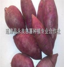 供应紫薯 紫甘薯 优质紫薯