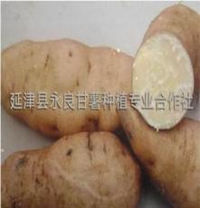 供应脱毒北京553、优质淀粉型甘薯