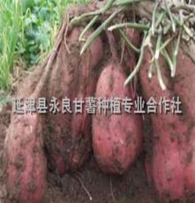 供应脱毒红薯 多品种 永良甘薯
