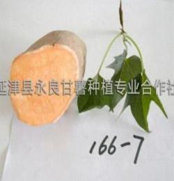 供应脱毒水果型甘薯166-7