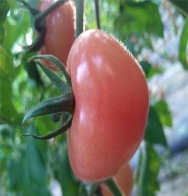 博山合采七彩小西红柿可以采摘了