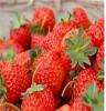 高青草莓 小西红柿生态采摘园寻求旅行社合作