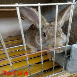 獭兔种兔多少钱一斤獭兔前景及效益