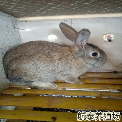 獭兔种兔多少钱一斤獭兔前景及效益