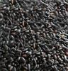 2013有机新米正宗农家东北特级黑米黑香米补血黑小米500g醋黑珍珠