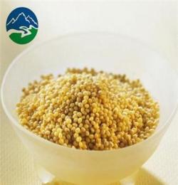 产地直供 杂粮小米 养胃稀粥 天然健康 小米 优质小米批发
