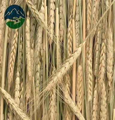 大量供应 大麦 去杂 食品用大麦 优质大麦 厂家直销 量大从优