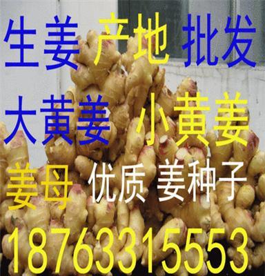 中国生姜种苗批发网