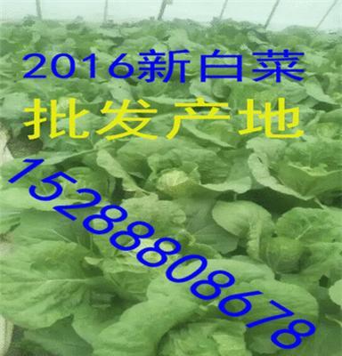 湖南大棚白菜最新批发价格