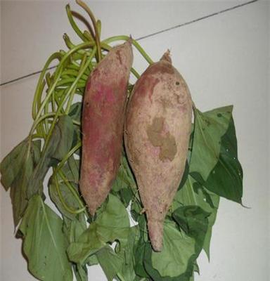 2013年湖南长沙浏阳特产 新货新鲜红薯 紫薯 地瓜 现货批发