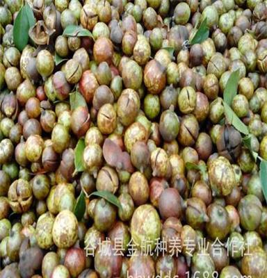 供应油茶籽青包 山茶籽青包 高品质 厂家低价直销