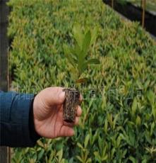 基地大量供应优质茶叶树苗，白茶，乌牛早，