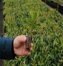 基地大量供应优质茶叶树苗，白茶，乌牛早，