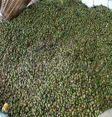 大量供应优质茶叶籽 青茶籽