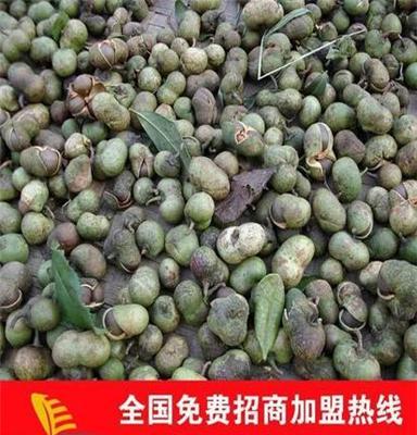 回收茶叶籽仁 茶叶籽 茶籽油