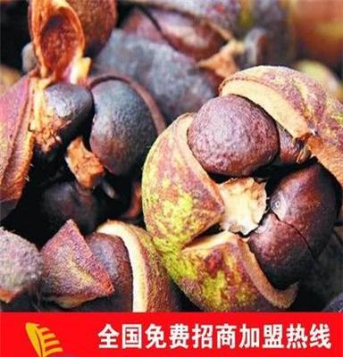 油茶籽干货 干品 新鲜油茶籽（油茶果）长期大量批发供应