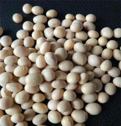 供应批发加拿大豆 黄豆 非转基因大豆 高蛋白食品豆
