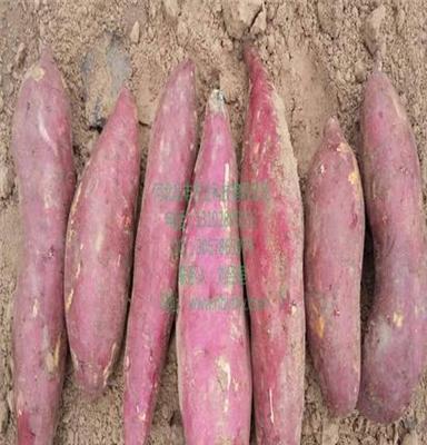 青岛红皮苏薯8号红薯产地行情 崂山红薯品种
