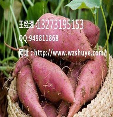 泸州商薯19红薯行情  唐山商薯19产地