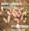 禾下土高品质龙薯九号大量供应预订2015年脱毒薯苗