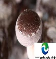香菇生產 合肥元政農林 香菇全球供應