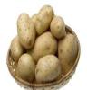 甘肃环县特产土豆（丰记·五谷杂粮）