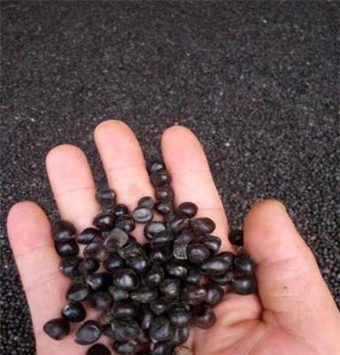 菏泽三保牡丹种植专业合作社油用牡丹种子、苗