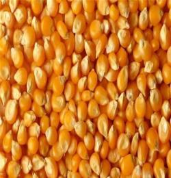 非转基因玉米黄玉米