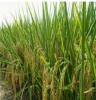 厂家直销水稻  质量可靠