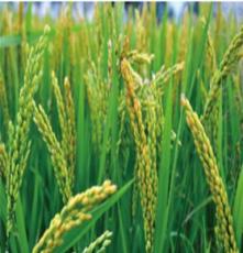 廠家直銷水稻 大量供應