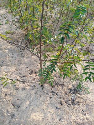 大紅袍花椒樹苗1年苗2年花椒樹苗多少錢一棵